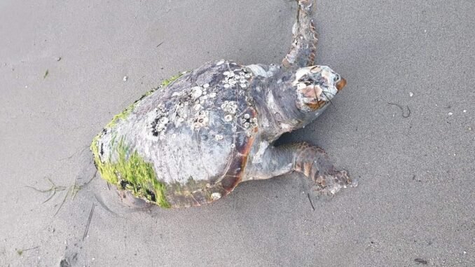 Χελώνα καρέτα-καρέτα βρέθηκε νεκρή στα Μεσάγγαλα
