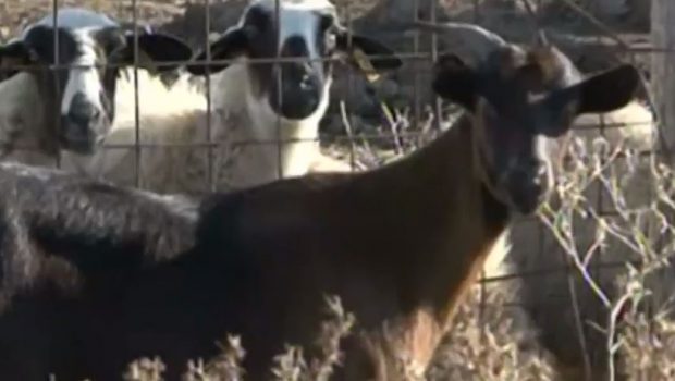 Δολοφονία 68χρονης στην Καβάλα: Θρίλερ με τα αίτια θανάτου – Εξετάζεται να τη σκότωσε το κριάρι της