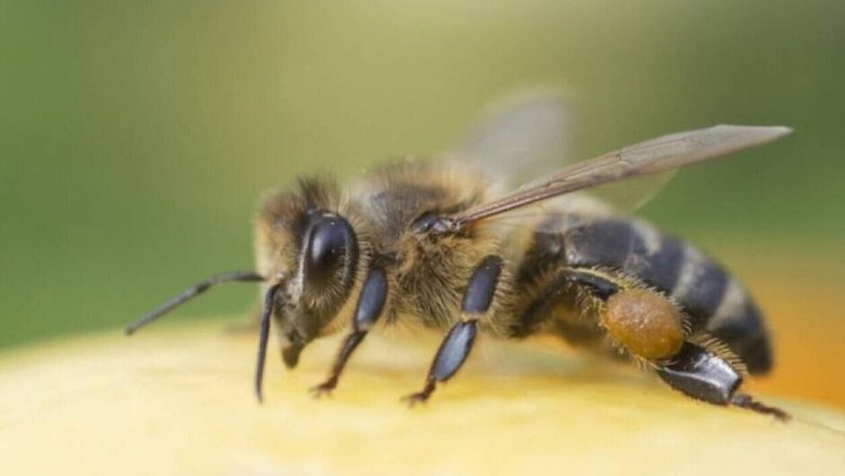 Χανιά: Σμήνη μελισσών έστειλαν στο νοσοκομείο δύο άτομα
