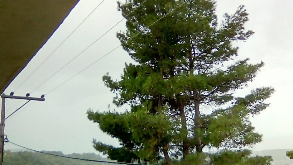 Λάρισα: Τεράστιο δέντρο “φόβος και τρόμος” για διερχόμενους στο κέντρο του Αγιοκάμπου (φωτο)