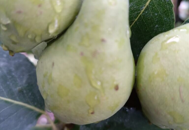 Λάρισα: Χαλάζι χτύπησε ξανά τις καλλιέργειες στον Τύρναβο