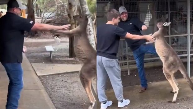 Αμερικανός τουρίστας παίζει ξύλο με… καγκουρό στην Αυστραλία – Δείτε το βίντεο