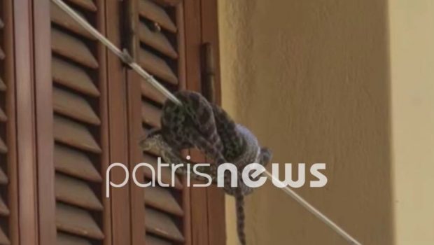 Οχιά στην Αμαλιάδα: Ήταν κουλουριασμένη στο σχοινί που απλώνουμε τα ρούχα