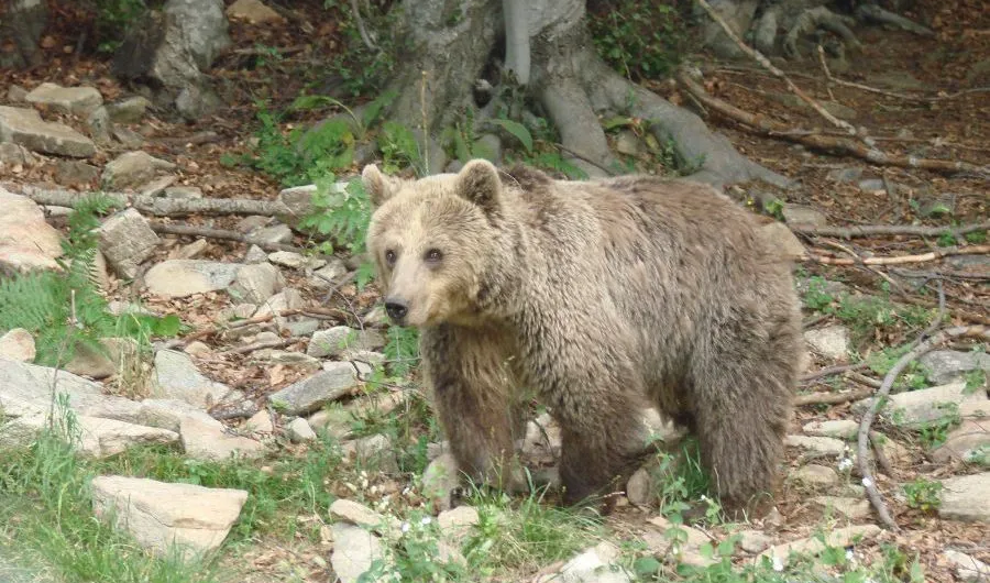 Tι κάνουμε εάν συναντηθούμε με αρκούδα