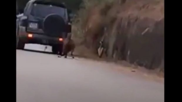 Κακοποίηση ζώου στη Ζάκυνθο – Έσερνε κατσίκα με το αυτοκίνητό του