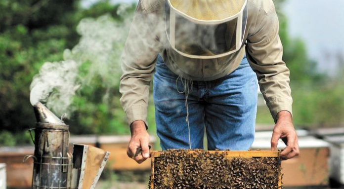 Δ. Ελασσόνας: Οδηγίες σε Μελισσοκόμος – Κάπνισμα μελισσών