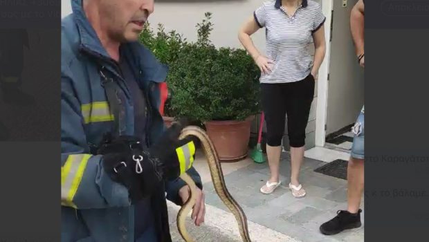 Πυροσβέστης πιάνει με τα χέρια του φίδι που εισέβαλε σε σπίτι στο κέντρο της Λάρισας – Δείτε βίντεο