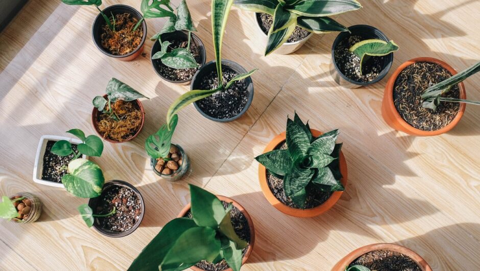 Μυρμήγκια στον κήπο: 5 φυτά που τα απωθούν με φυσικό τρόπο