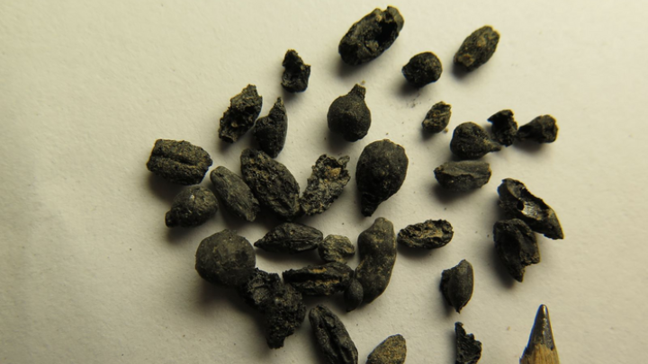 Ισραήλ: Ερευνητές εντόπισαν αρχαίους σπόρους σταφυλιών ηλικίας 1.100 ετών