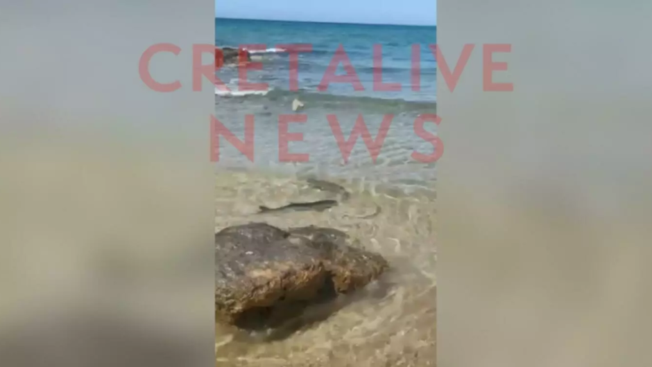 Ηράκλειο: Βγήκε το καρχαριάκι εκεί που… σκάει το κύμα!