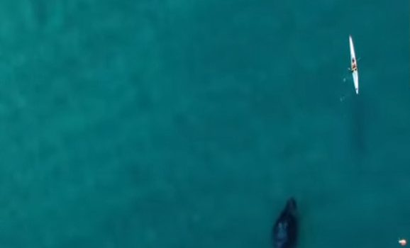 Φάλαινα στο Σίδνεϊ: Κολυμπούσε δίπλα σε άνδρα που έκανε καγιάκ – Απίστευτο βίντεο