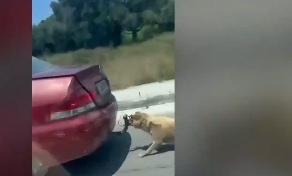Συνελήφθη ο οδηγός που έδεσε σκύλο στον κοτσαδόρο και τον έσερνε στον δρόμο