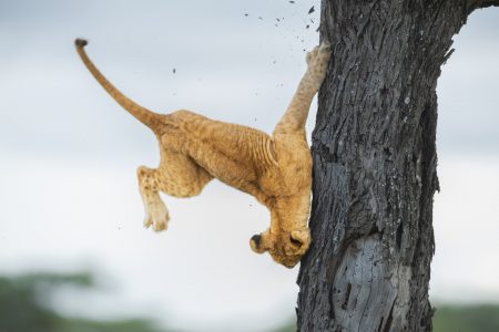 ΔΕΣ ΤΙΣ ΠΙΟ ΑΣΤΕΙΕΣ ΦΩΤΟΓΡΑΦΙΕΣ ΑΠΟ ΤΑ COMEDY WILDLIFE PHOTOGRAPHY AWARDS
