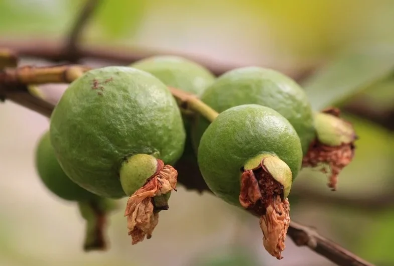 Ήπαρ: Το «αθώο» συστατικό που αυξάνει τον κίνδυνο καρκίνου