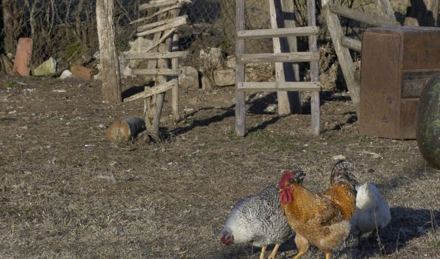 Γεγονός το πρώτο πλαφόν σε κότες και πρόβατα στα χωριά, μπαίνουν κανόνες