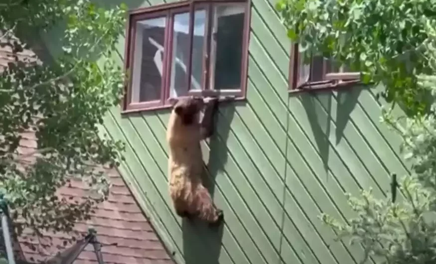 Σπαρταριστό βίντεο: Πεινασμένη αρκούδα «τρύπωσε» σε σπίτι και έφαγε … μπριζόλες