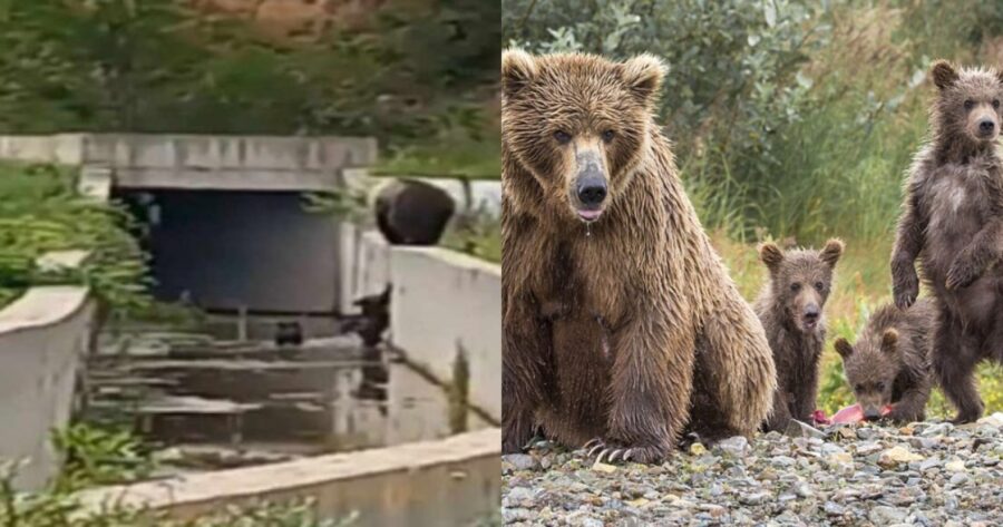Ραγίζει καρδιές το video: Η στιγμή που αρκούδα προσπαθεί να απεγκλωβίσει τα μικρά της από το φράγμα