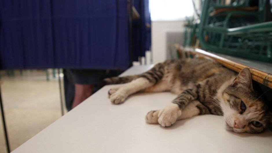 Εκλογές 2023 / Ο θαυμαστός κόσμος των ζώων στις κάλπες (φωτογραφίες)