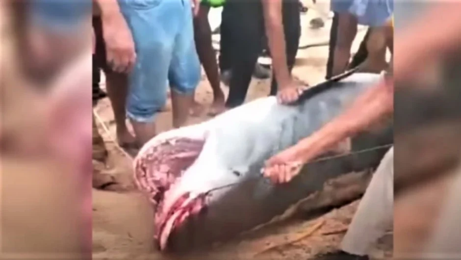 Αίγυπτος: Θηλυκός, έγκυος και 500 κιλά ήταν ο καρχαρίας-τίγρης που κατασπάραξε τον 23χρονο Ρώσο