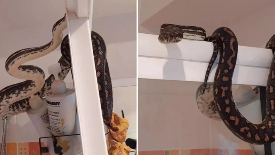 Αυστραλία: Έπαθε το σοκ της ζωής του – Βρήκε έναν πύθωνα στο μπάνιο