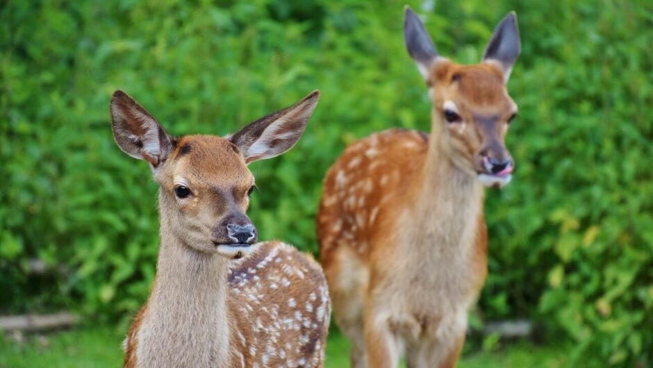 Η άγρια ζωή στην Ελλάδα και τα ζώα που απειλούνται με εξαφάνιση – Δείτε το infographic