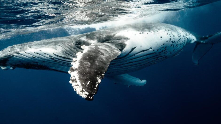 Αυστραλία / Εντυπωσιακή διάσωση φάλαινας 10 μέτρων που είχε μπλεχτεί σε δίχτυα (βίντεο)