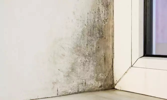 Μούχλα στο σπίτι: Τι συμβαίνει ανάλογα με το χρώμα της – Τι σημαίνει για την υγεία σας