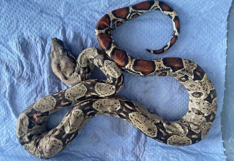 Θεσσαλονίκη: Βρέθηκε…βόας στην Τούμπα