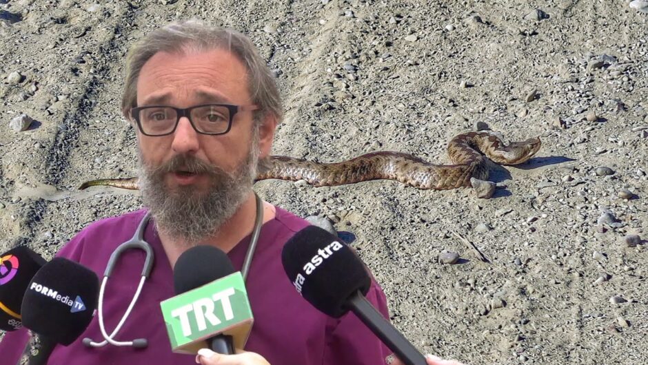 Σχεδόν καθημερινό φαινόμενο τα δαγκώματα φιδιών στη Λάρισα – Ο διευθυντής των Επειγόντων του ΓΝΛ εξηγεί όλα όσα πρέπει να ξέρουμε (video)