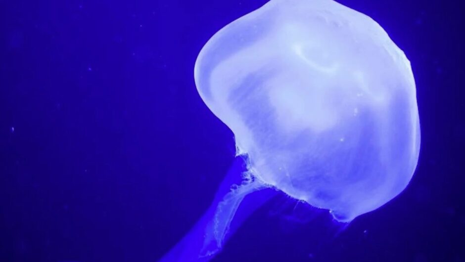 Μετά τις μωβ… οι μπλε μέδουσες: Πού οφείλεται η έξαρση και πόσο επικίνδυνες είναι – Τι πρέπει να κάνετε αν σας τσιμπήσουν