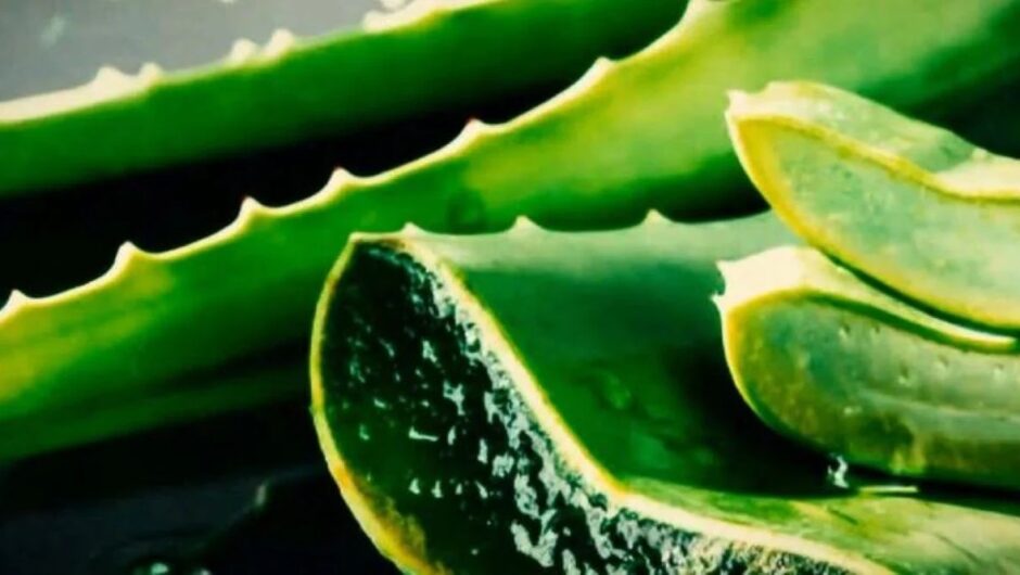Αλόη βέρα: Συναγερμός από τον ΠΟΥ – Στην λίστα με τις πιθανώς καρκινογόνες ουσίες