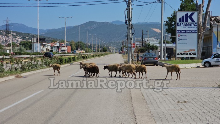 Λαμία: Βγήκαν τα πρόβατα στην… εθνική! Δείτε εικόνες