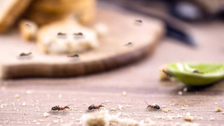 Πώς να κρατήσετε μακριά από το σπίτι σας τα μυρμήγκια