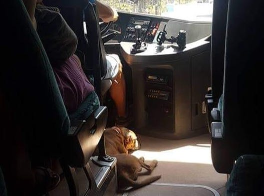 Viral ο οδηγός στη Σκιάθο που παίρνει μαζί του στο λεωφορείο αδέσποτο σκύλο λόγω καύσωνα