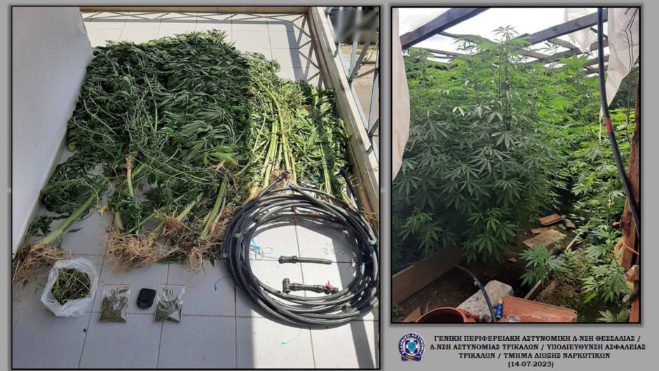 Ο αστυνομικός σκύλος «ξετρύπωσε» 74 καλλιεργούμενα δενδρύλλια κάνναβης σε περιοχή του Δήμου Μετεώρων