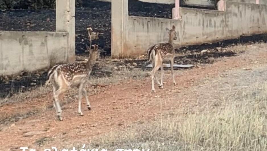 Σάσα Σταμάτη: H φωτογραφία με τα ελάφια στα καμένα της Μάνδρας που σοκάρει