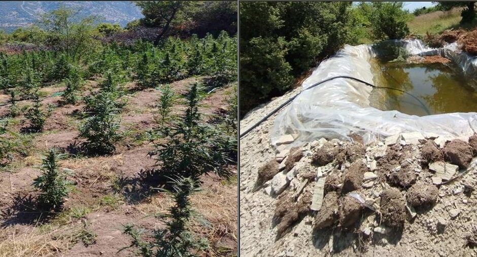 Οικογενειακή υπόθεση η «χρυσή» χασισοφυτεία σε περιοχή του Τυρνάβου – Σήμερα στον ανακριτή οι συλληφθέντες
