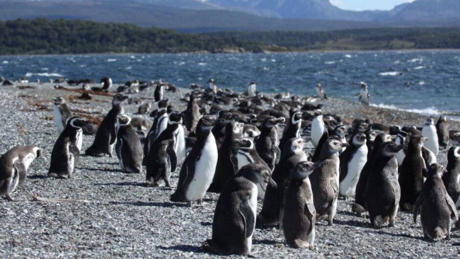 Σχεδόν 2.000 πιγκουίνοι βρέθηκαν νεκροί μέσα σε 10 ημέρες