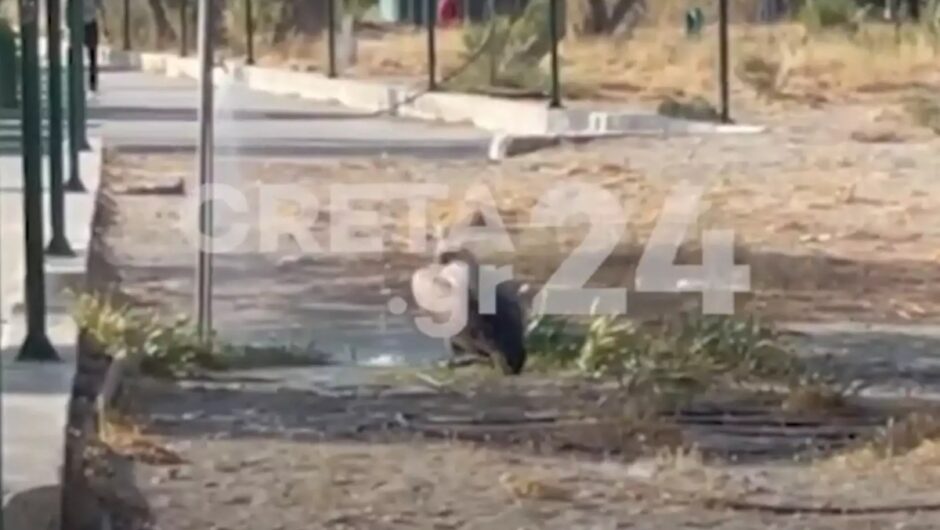 Ρέθυμνο: Διψασμένος γύπας προσγειώθηκε σε παραλία και πήρε το μπανάκι του στις ντουζιέρες για να δροσιστεί