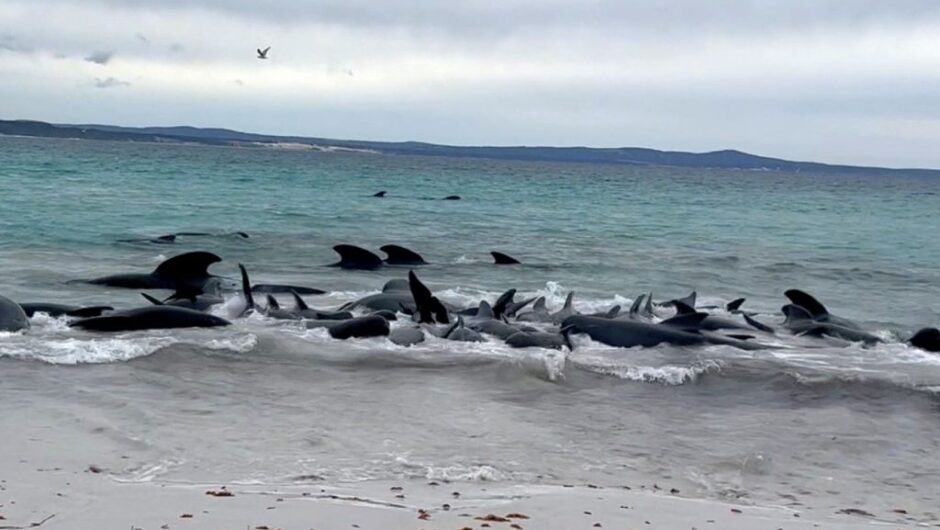 Αυστραλία: Δεκάδες μαυροδέλφινα εξόκειλαν σε παραλία