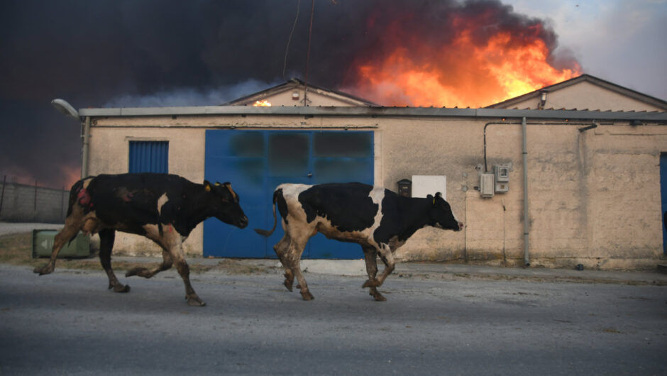 Δραματικές εικόνες από τα πύρινα μέτωπα της Μαγνησίας (φωτ.)