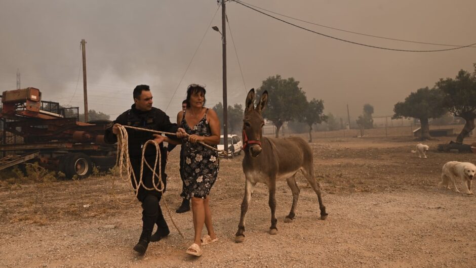 Φωτιά στην Αττική: Κάτοικοι απομακρύνουν άρον άρον τα ζώα τους (Φωτορεπορτάζ)