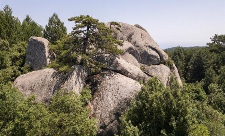 Σιθωνία: Στο όρος Δραγουντέλι υπάρχει ο μεγαλύτερος ίταμος της χώρας, ηλικίας 2000 χρόνων!