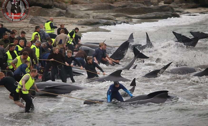 Φρικτό θέαμα στα Νησιά Φερόε: Δεκάδες φάλαινες σφαγιάστηκαν μπροστά σε επιβάτες κρουαζιέρας – Βαμμένα με αίμα τα νερά