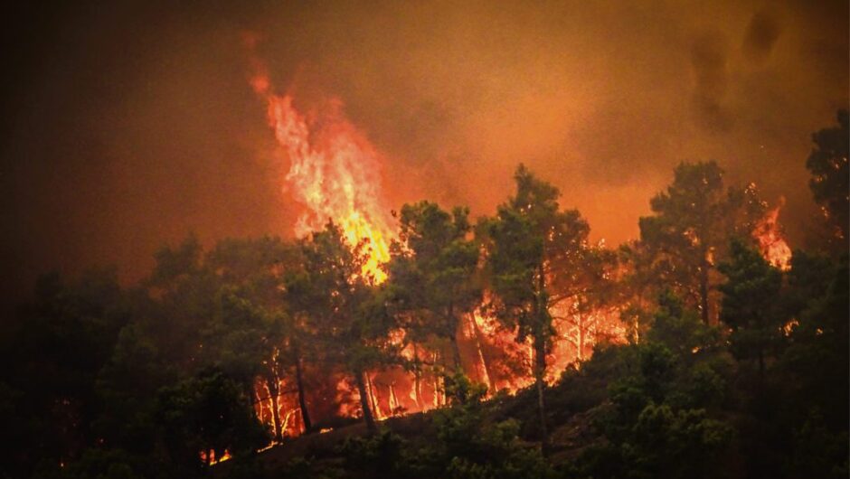 Και τώρα… μπίζνες στα δάση