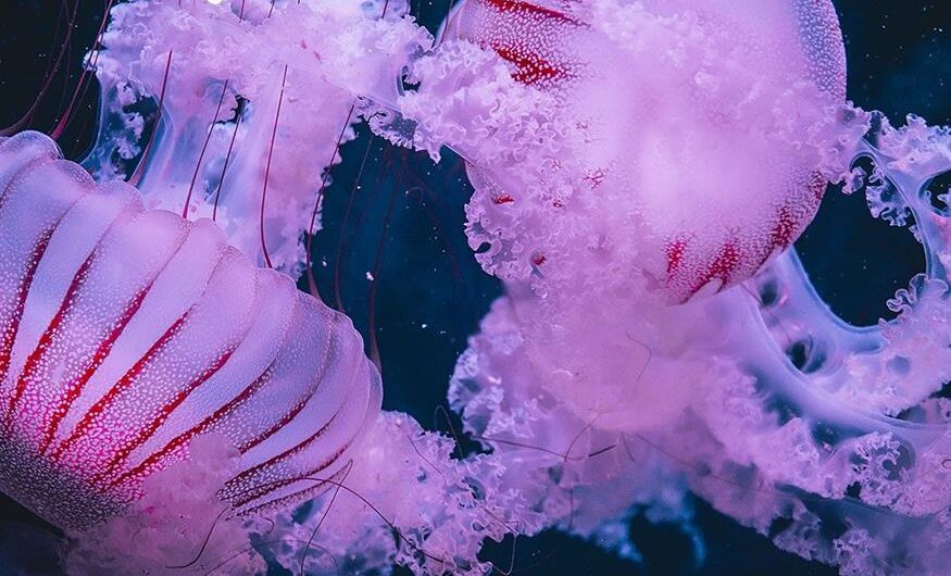 Οι καύσωνες απειλούν τα θαλάσσια οικοσυστήματα: Οι μέδουσες ενδέχεται να κατακλύσουν μελλοντικά τις θάλασσες