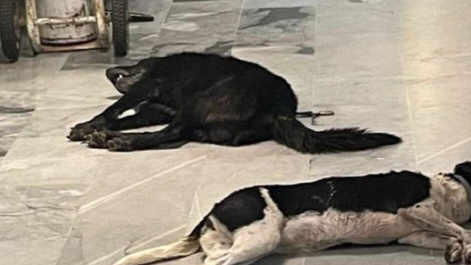 Ιστορίες χωρίς φωνή / Φόλες, μια ιστορία που στάζει δηλητήριο