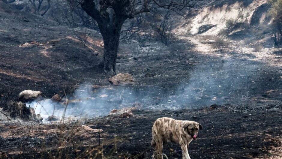 Πυρκαγιές / Μαύρο οι επιστήμονες, άσπρο η κυβέρνηση