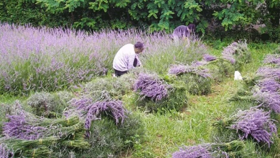 Οκτώ βότανα και φυτά που κάνουν θαύματα στην υγεία