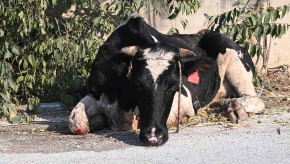 Απεγνωσμένοι κτηνοτρόφοι στη Μαγνησία: «Πήγα να σώσω τα ζώα συναδέλφου και έχασα τα δικά μου»